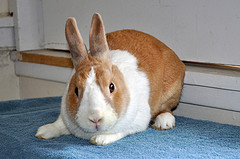 Frisco_reddoor bunny