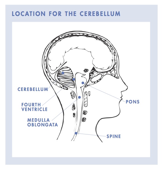 location-for-the-cerebellum